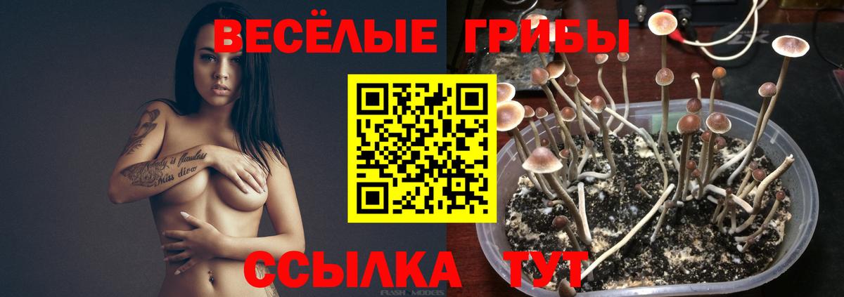 Галлюциногенные грибы MAGIC MUSHROOMS  Вход с VPN  Галлюциногенные грибы прущие грибы  Знаменск 